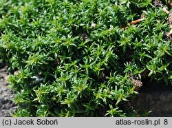 Phlox covillei