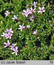 Phlox covillei