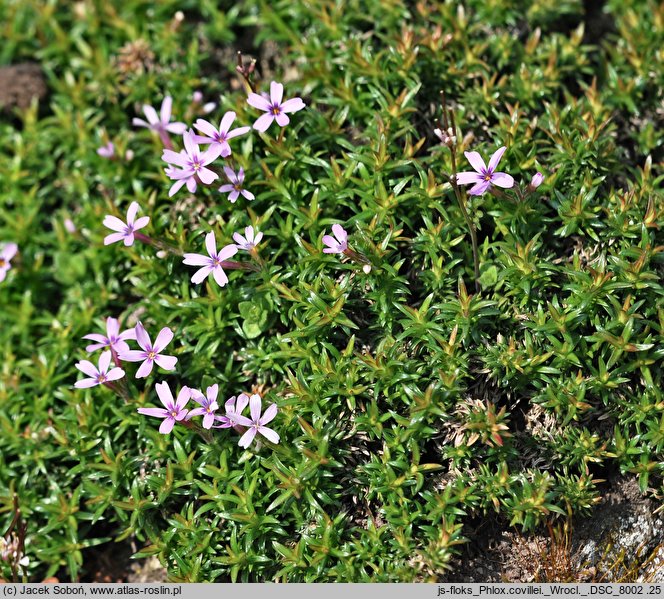 Phlox covillei