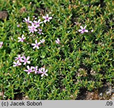 Phlox covillei