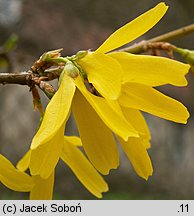 Forsythia ×intermedia (forsycja pośrednia)