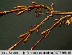 Forsythia ×intermedia (forsycja pośrednia)