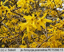 Forsythia ×intermedia (forsycja pośrednia)