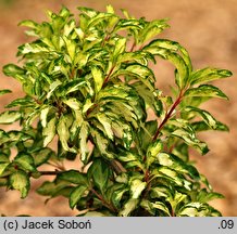 Forsythia ×intermedia (forsycja pośrednia)