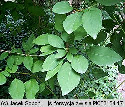 Forsythia suspensa