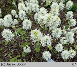 Fothergilla ×intermedia Red Licorice