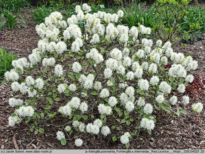 Fothergilla ×intermedia Red Licorice