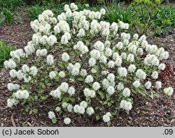 Fothergilla ×intermedia Red Licorice