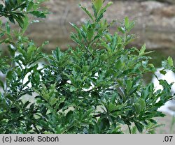 Franklinia alatamaha (franklinia amerykańska)