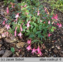 Fuchsia Lady Thumb