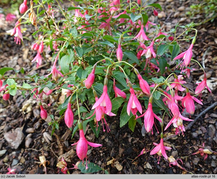 Fuchsia Lady Thumb