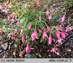 Fuchsia Lady Thumb