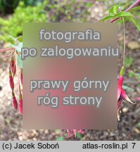 Fuchsia magellanica Thompsonii