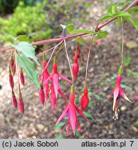 Fuchsia magellanica Thompsonii