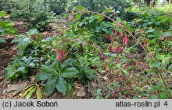 Fuchsia magellanica Thompsonii