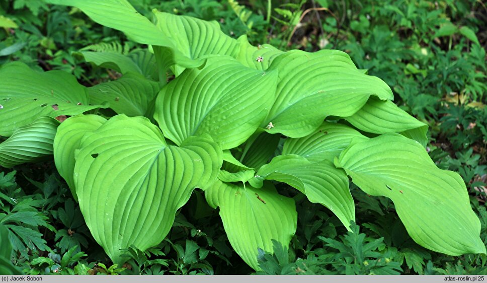 Hosta Fortunei Aurea