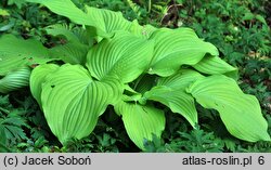 Hosta Fortunei Aurea