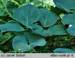 Hosta Elegans