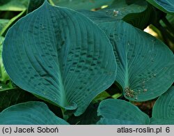 Hosta Elegans