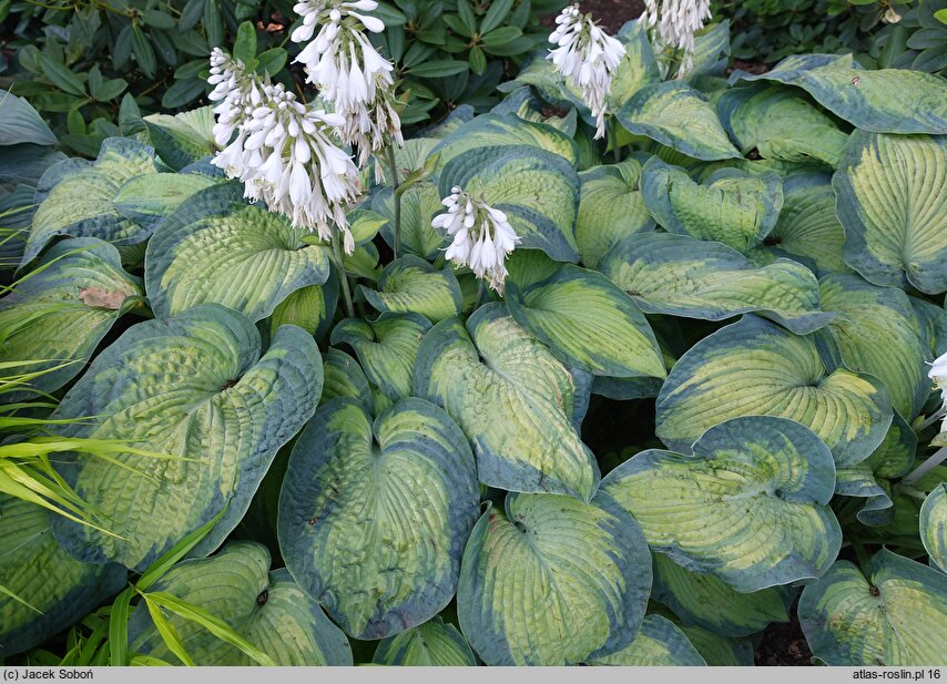 Hosta sieboldiana George Smith