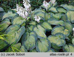 Hosta sieboldiana George Smith