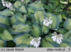 Hosta sieboldiana George Smith