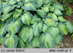 Hosta George Smith