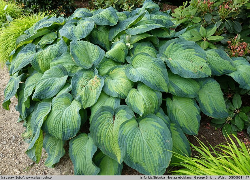 Hosta George Smith