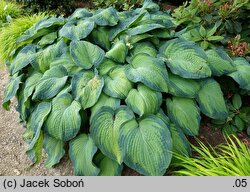 Hosta George Smith