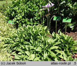 Hosta ×sieboldii (funkia białobrzega)
