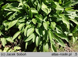 Hosta ×sieboldii (funkia białobrzega)