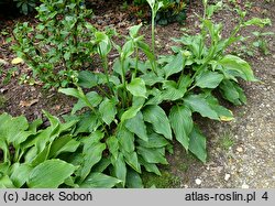 Hosta longipes (funkia długoszypułkowa)