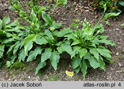 Hosta longipes (funkia długoszypułkowa)