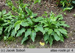 Hosta longipes (funkia długoszypułkowa)