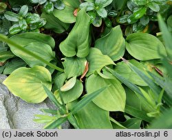 Hosta minor (funkia mniejsza)