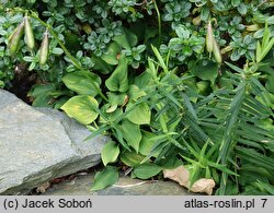 Hosta minor (funkia mniejsza)