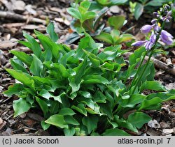 Hosta minor (funkia mniejsza)