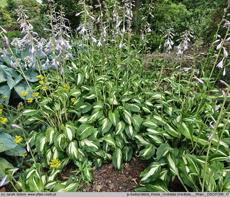 Hosta Undulata Univittata