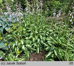 Hosta Undulata Univittata