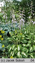 Hosta Undulata Univittata