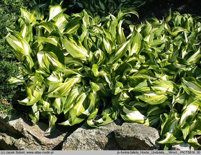 Hosta Undulata