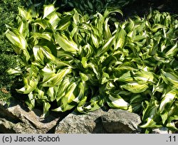 Hosta Undulata