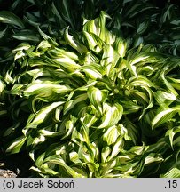 Hosta Undulata