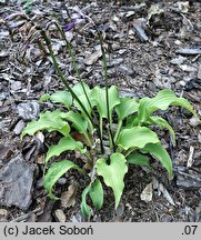 Hosta capitata (funkia główkowata)