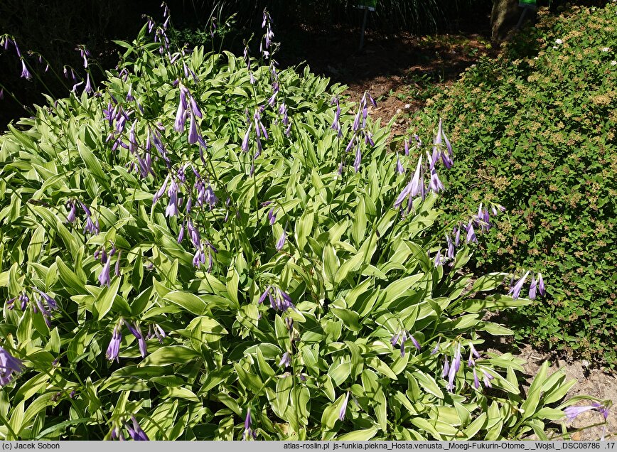 Hosta venusta Moegi Fukurin Otome
