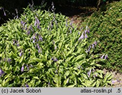 Hosta venusta Moegi Fukurin Otome