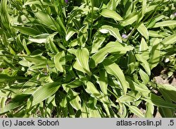 Hosta venusta Moegi Fukurin Otome