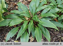 Hosta Tardiflora