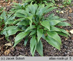 Hosta Tardiflora