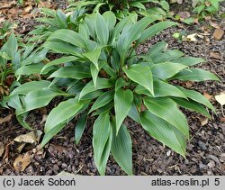 Hosta Tardiflora